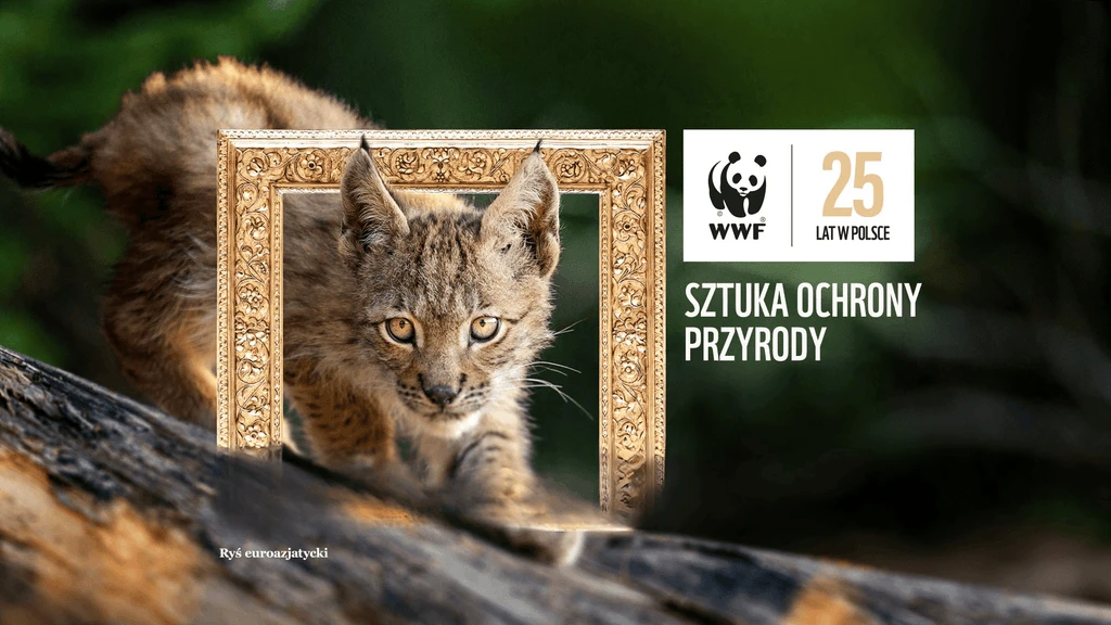Młody ryś euroazjatycki w złotej ramie na tle lasu w kampanii WWF z okazji 25 lat w Polsce